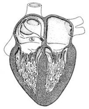 Вчені виростили життєздатну серцеву м'язову тканину