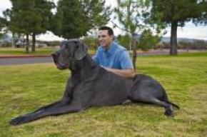 Претендент на звание самой большой собаки в мире съедает 50 кг корма ежемесячно