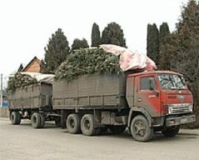 Волынская милиция на выходных устроит облавы на елки-нелегалы
