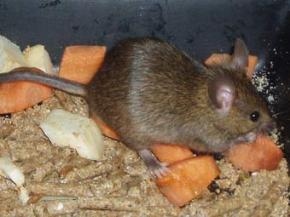 Миші влаштували гніздо в столі британського поліцейського
