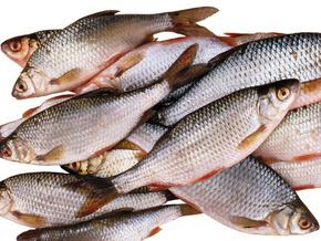 Регулярное употребление рыбы улучшает четкость зрения
