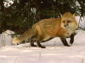В Белоруссии лиса выстрелила в охотника из ружья