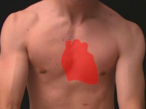 Медики виявили, що людське серце має здатність до регенерації