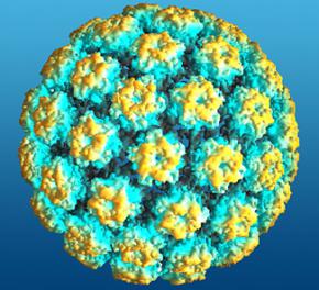 Половина дорослих чоловіків у світі заражені вірусом папіломи людини (ВПЛ)