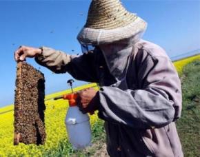 Україна - провідний світовий виробник меду