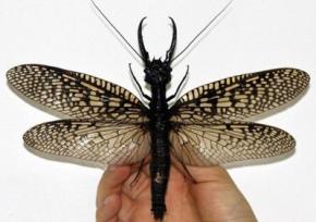 У Китаї виявили новий вид величезних комах