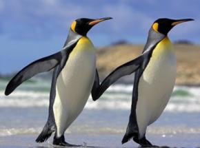 Ученые расшифровали язык пингвинов
