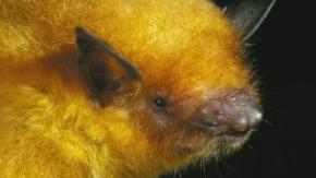 У Болівії відкрили новий вид кажана
