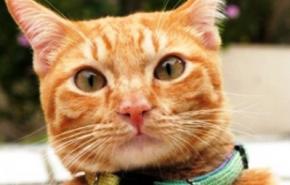 Хакер за допомогою улюбленої кішки зламав Wi-Fi сусідів