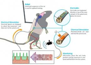 Нейрофизиологи заставили парализованную крысу бегать