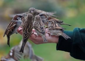 Количество птиц в Европе стремительно уменьшается, - ученые