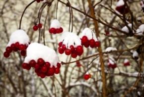 В ближайшие дни Украину ждут небольшой снег и гололедица