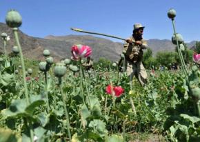 Афганистан побил свой рекорд по производству опия