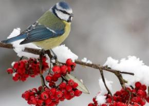 Синоптики прогнозують в Україні сніг, ожеледь і мороз до -18 градусів