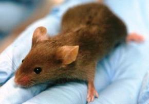 Вчені пересадили в мозок мишей клітини мозку людини