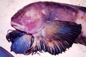 Біологи знайшли рибу на рекордній глибині