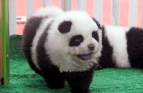Співробітники італійського цирку-шапіто видавали за панд собак породи чау-чау