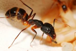 Польза муравьев и пауков для человека
