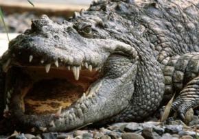 Наркоман посадил крокодила охранять его марихуану от грабителей