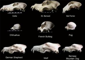 Вчені оскаржили походження собак від вовків