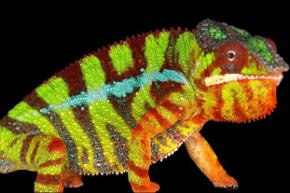 Ученые объяснили способность хамелеонов менять цвет