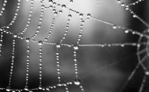 Науковці створили саме міцне в світі волокно з павутини