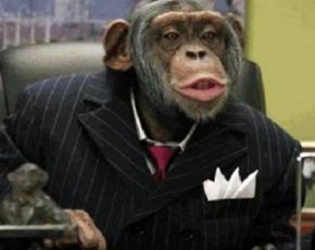 Суд наделил пару шимпанзе правами человека и отпустил на свободу