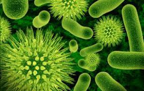 Мікроби доставляють корисні мікроелементи в організм живих істот, - дослідження