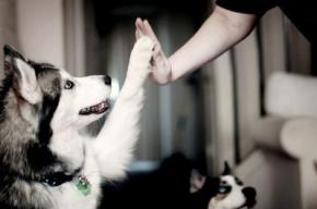 Ученые объяснили дружбу собаки и человека