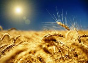 Україна експортувала понад 31 млн т зерна