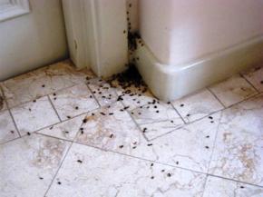 Як позбутися мурах в будинку без хімії?