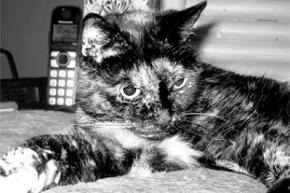 Найстаріша кішка у світі померла у віці 27 років