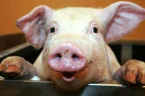 Ученые пришли к выводу что свиньи умнее собак и обезьян