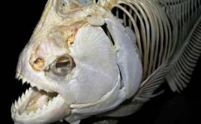 Первыми в мире обладателями зубов были рыбы, - исследование