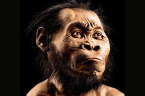 В Южной Африке обнаружен новый вид предков человека