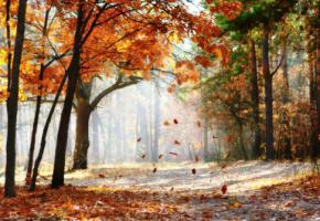 Синоптики розповіли, якою буде осінь і зима в Україні