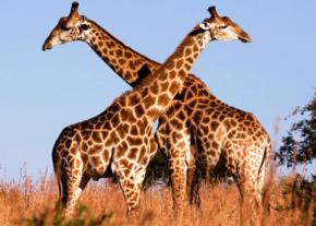 Ученые поняли, как у жирафов появилась длинная шея