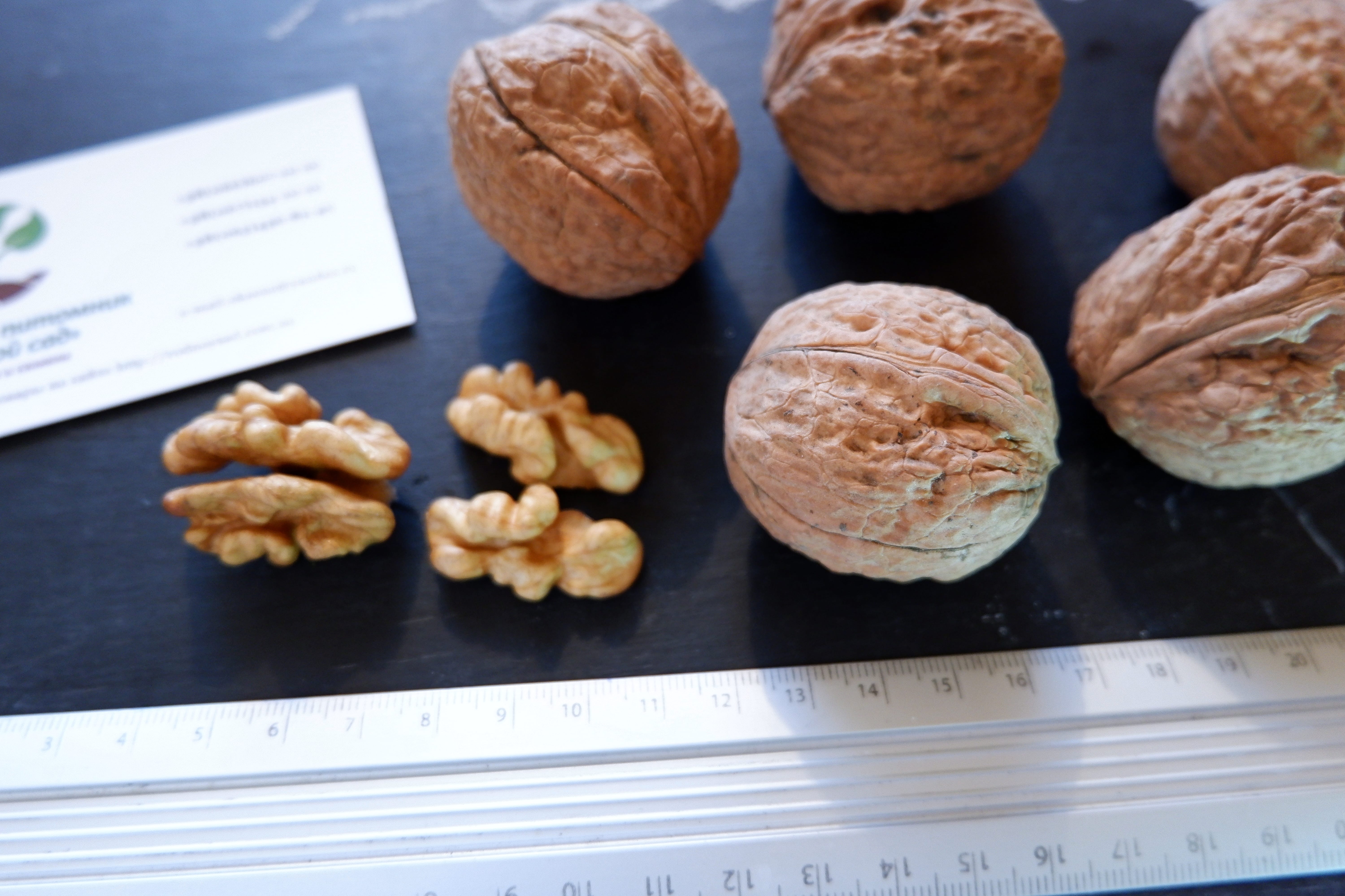 Самые большие грецкие орехи в мире фото