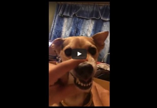 Кумедний пес дуже смішно співає (Відео)