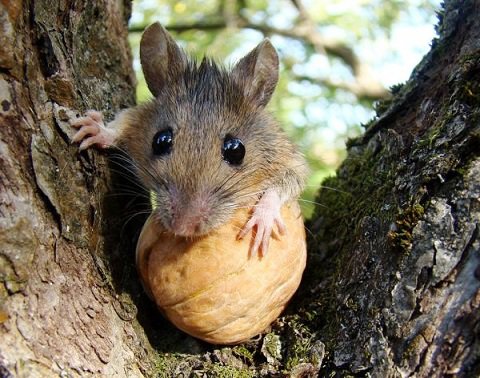 Миші з'їли дві тонни конфіскованих на митниці горіхів